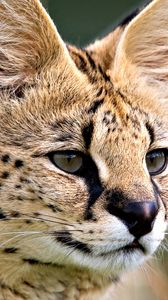 Preview wallpaper lynx, face, eyes, predator