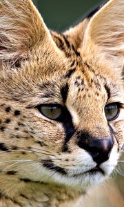 Preview wallpaper lynx, face, eyes, predator