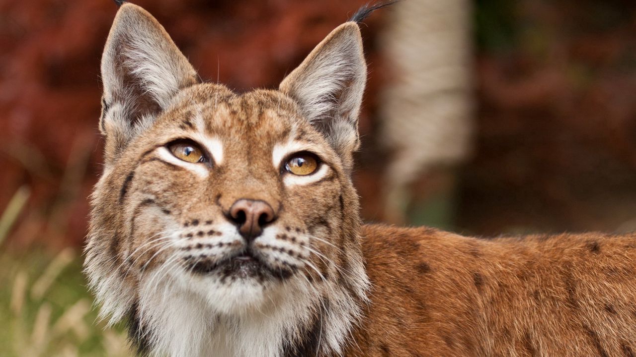 Wallpaper lynx, face, eyes, variety