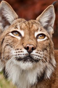Preview wallpaper lynx, face, eyes, variety