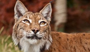 Preview wallpaper lynx, face, eyes, variety