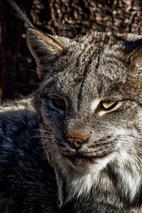 Preview wallpaper lynx, face, eyes