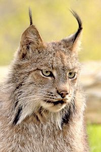 Preview wallpaper lynx, face, grass, eyes