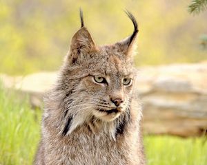 Preview wallpaper lynx, face, grass, eyes