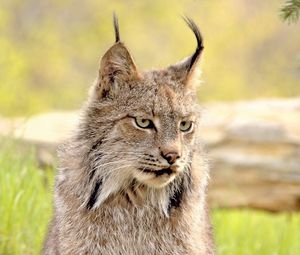 Preview wallpaper lynx, face, grass, eyes