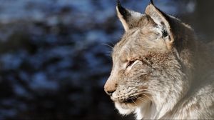 Preview wallpaper lynx, face, predator, profile