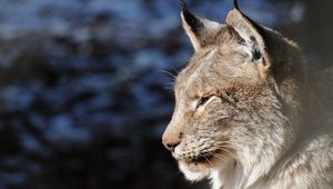 Preview wallpaper lynx, face, predator, profile