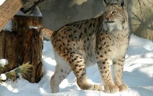 Preview wallpaper lynx, forest, snow, winter