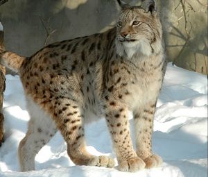 Preview wallpaper lynx, forest, snow, winter