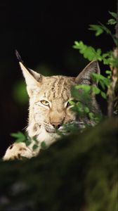 Preview wallpaper lynx, forest, thickets, predator