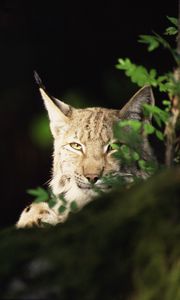 Preview wallpaper lynx, forest, thickets, predator