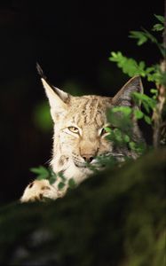 Preview wallpaper lynx, forest, thickets, predator