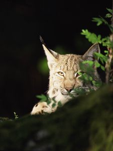 Preview wallpaper lynx, forest, thickets, predator