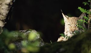 Preview wallpaper lynx, forest, thickets, predator