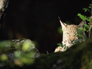 Preview wallpaper lynx, forest, thickets, predator