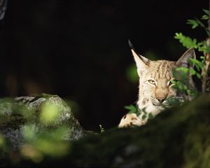 Preview wallpaper lynx, forest, thickets, predator