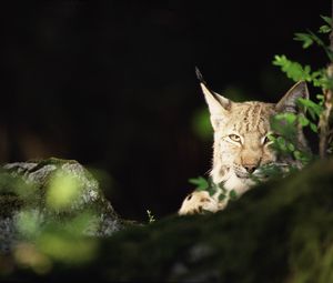 Preview wallpaper lynx, forest, thickets, predator