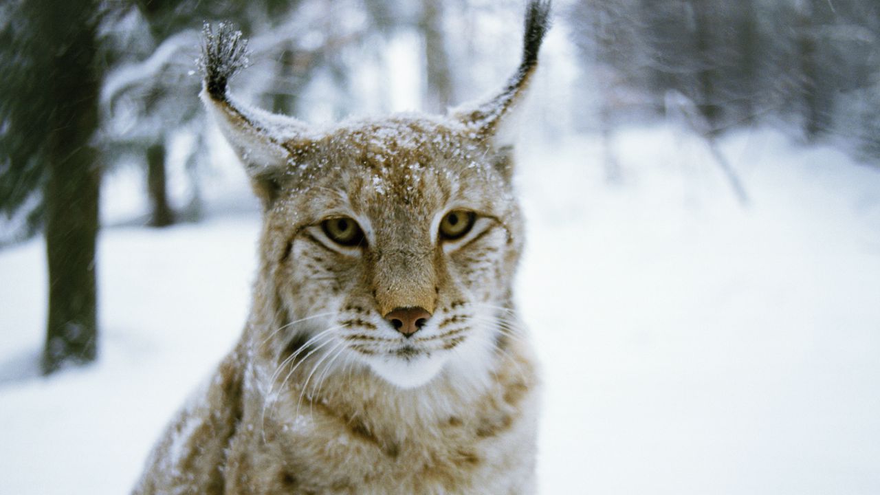 Wallpaper lynx, forest, winter, predator, cat