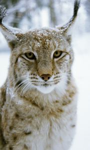 Preview wallpaper lynx, forest, winter, predator, cat