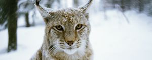 Preview wallpaper lynx, forest, winter, predator, cat