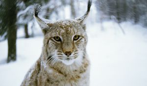 Preview wallpaper lynx, forest, winter, predator, cat