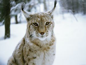 Preview wallpaper lynx, forest, winter, predator, cat