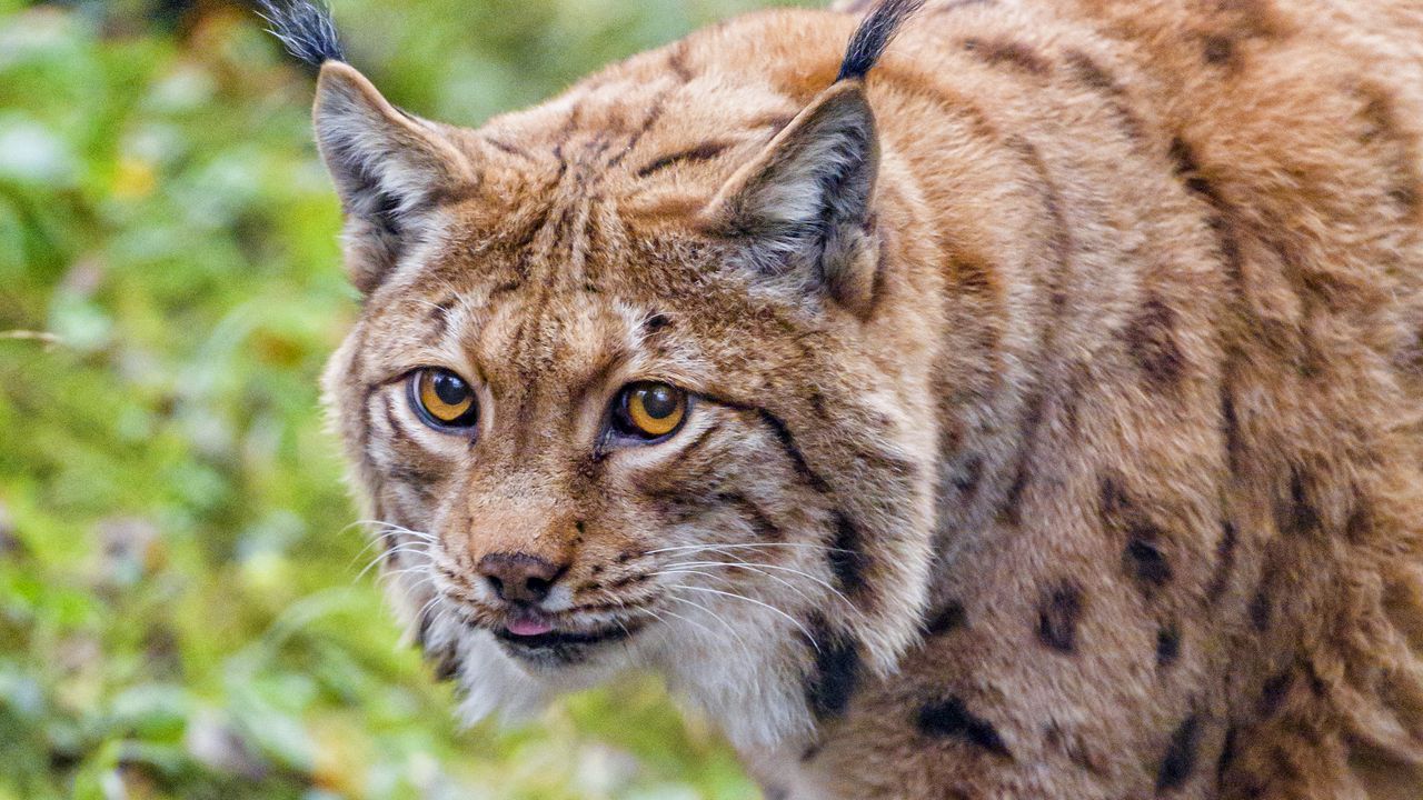 Wallpaper lynx, glance, animal, big cat, brown, wildlife