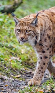 Preview wallpaper lynx, glance, animal, big cat, brown, wildlife