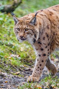 Preview wallpaper lynx, glance, animal, big cat, brown, wildlife