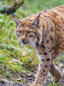 Preview wallpaper lynx, glance, animal, big cat, brown, wildlife