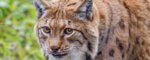 Preview wallpaper lynx, glance, animal, big cat, brown, wildlife