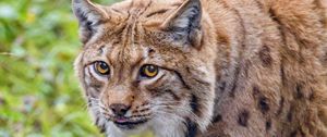 Preview wallpaper lynx, glance, animal, big cat, brown, wildlife