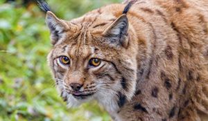 Preview wallpaper lynx, glance, animal, big cat, brown, wildlife