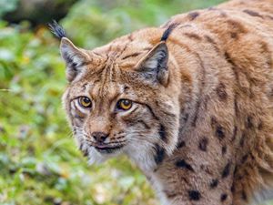 Preview wallpaper lynx, glance, animal, big cat, brown, wildlife