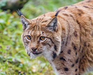 Preview wallpaper lynx, glance, animal, big cat, brown, wildlife