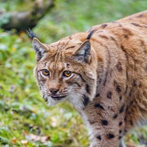 Preview wallpaper lynx, glance, animal, big cat, brown, wildlife