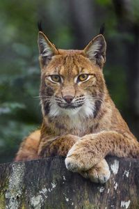 Preview wallpaper lynx, glance, animal, predator, big cat