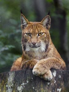 Preview wallpaper lynx, glance, animal, predator, big cat