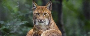 Preview wallpaper lynx, glance, animal, predator, big cat