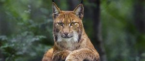 Preview wallpaper lynx, glance, animal, predator, big cat