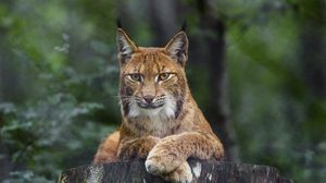 Preview wallpaper lynx, glance, animal, predator, big cat