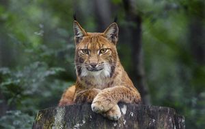 Preview wallpaper lynx, glance, animal, predator, big cat