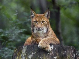 Preview wallpaper lynx, glance, animal, predator, big cat