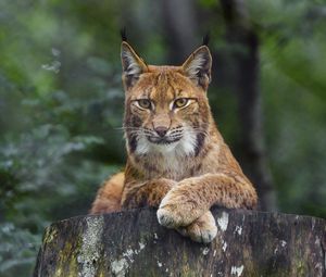 Preview wallpaper lynx, glance, animal, predator, big cat