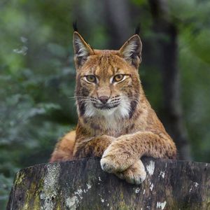 Preview wallpaper lynx, glance, animal, predator, big cat