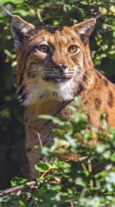 Preview wallpaper lynx, glance, animal, predator, wildlife