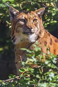 Preview wallpaper lynx, glance, animal, predator, wildlife