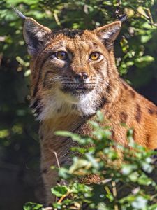 Preview wallpaper lynx, glance, animal, predator, wildlife