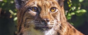 Preview wallpaper lynx, glance, animal, predator, wildlife