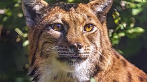 Preview wallpaper lynx, glance, animal, predator, wildlife